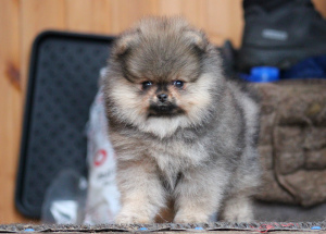 Photo №2 to announcement № 4873 for the sale of pomeranian - buy in Russian Federation breeder