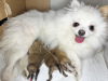 Additional photos: Pomeranian Spitz puppies.