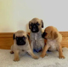 Photo №1. pug - for sale in the city of Kiev | 400$ | Announcement № 18207