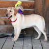 Photo №3. Labrador Retriever Puppy Available. United States