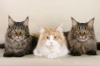 Photo №2 to announcement № 55152 for the sale of maine coon - buy in Finland 