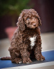 Additional photos: Spanish Water Dog puppies