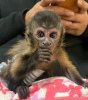 Additional photos: BEAUTIFUL BABY MONKEYS FOR SELL