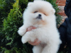 Photo №1. pomeranian - for sale in the city of Aachen | 380$ | Announcement № 120042