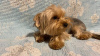 Photo №1. yorkshire terrier - for sale in the city of Munich | 423$ | Announcement № 105359