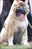 Photo №1. caucasian shepherd dog - for sale in the city of Zemun | negotiated | Announcement № 99358