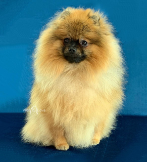 Photo №2 to announcement № 6024 for the sale of pomeranian - buy in Russian Federation breeder