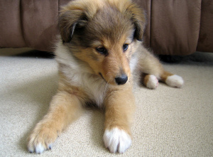 Photo №1. shetland sheepdog - for sale in the city of Mogilyov | 300$ | Announcement № 425
