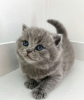 Photo №1. british shorthair - for sale in the city of Los Angeles | 260$ | Announcement № 88657