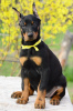 Additional photos: Doberman puppies