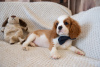 Additional photos: Puppies Cavalier King Charles Spaniel