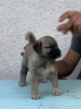 Photo №2 to announcement № 111839 for the sale of anatolian shepherd - buy in Serbia 