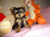 Photo №1. yorkshire terrier - for sale in the city of Cologne | Is free | Announcement № 95098