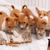 Photo №1. basenji - for sale in the city of Riga | 1162$ | Announcement № 41017