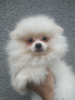Photo №1. pomeranian - for sale in the city of Dnipro | 354$ | Announcement № 94357