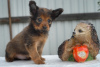 Photo №2 to announcement № 7761 for the sale of russkiy toy - buy in Russian Federation breeder