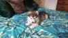 Photo №2 to announcement № 123631 for the sale of alaskan malamute - buy in Germany private announcement