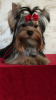 Photo №1. yorkshire terrier - for sale in the city of Москва | 540$ | Announcement № 12804