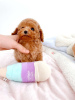 Photo №2 to announcement № 88142 for the sale of poodle (toy) - buy in Finland 