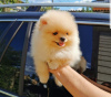 Photo №2 to announcement № 11089 for the sale of pomeranian - buy in Swaziland private announcement