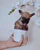 Additional photos: French Bulldog