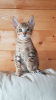 Photo №3. Lovely Savannah Kittens with Pedigree for sale. Germany