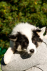 Photo №2 to announcement № 25752 for the sale of yakutian laika - buy in Poland breeder