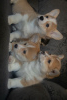 Photo №1. welsh corgi - for sale in the city of Mogilyov | 679$ | Announcement № 56047