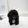 Photo №1. maltese dog - for sale in the city of Берлингероде | 317$ | Announcement № 99465