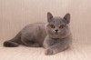 Photo №1. british shorthair - for sale in the city of Folegandros | 370$ | Announcement № 65080