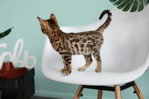 Photo №4. I will sell bengal cat in the city of Voronezh. breeder - price - 500$