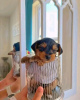 Photo №4. I will sell yorkshire terrier in the city of Cannington. breeder - price - 400$