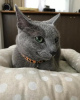 Photo №3. Russian blue kittens for sale Business WhatsApp 37256062792. Finland