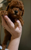 Photo №1. poodle (toy) - for sale in the city of Ужгород | negotiated | Announcement № 125542