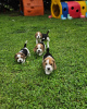 Photo №2 to announcement № 124529 for the sale of beagle - buy in Germany private announcement