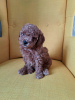 Photo №2 to announcement № 105978 for the sale of poodle (toy) - buy in Russian Federation private announcement