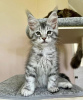 Photo №1. maine coon - for sale in the city of Berlin | negotiated | Announcement № 100384