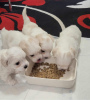 Photo №1. maltese dog - for sale in the city of Miami | 264$ | Announcement № 98171