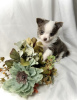 Photo №4. I will sell chihuahua in the city of New York. private announcement - price - 400$