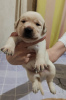 Photo №3. I sell puppies, in good hands. Uzbekistan