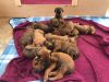 Photo №1. rhodesian ridgeback - for sale in the city of Karlsruhe | 355$ | Announcement № 12030