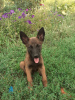 Photo №1. belgian shepherd - for sale in the city of Зерноград | 276$ | Announcement № 24289