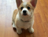 Photo №2 to announcement № 109165 for the sale of welsh corgi - buy in Germany private announcement