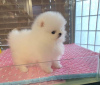 Photo №1. pomeranian - for sale in the city of بغداد | negotiated | Announcement № 99110