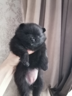 Photo №4. I will sell pomeranian in the city of Kirov. breeder - price - 923$