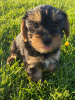 Photo №3. Teacup Yorkshire Terrier Puppy for free adoption. Germany