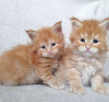 Photo №2 to announcement № 83090 for the sale of maine coon - buy in Germany breeder