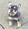 Photo №4. I will sell french bulldog in the city of Sofia. private announcement - price - 370$