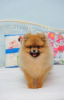 Additional photos: Pomeranian, beautiful puppies