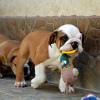 Photo №4. I will sell english bulldog in the city of Belgrade. breeder - price - negotiated